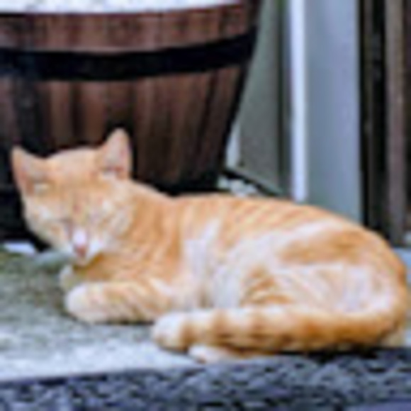 Meet your Posher, Sam - Picture 1 of 1